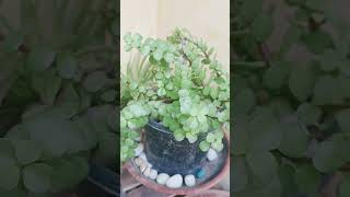 Jade Plant 🪴 #Homedecor#gardning  Luckyplants#Nature #viralshorts #