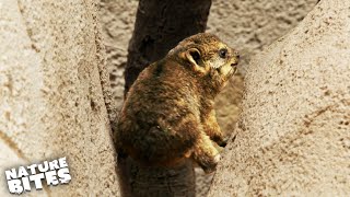 Baby Rock Hyrax Struggles to Climb his First Mountain | Secret Life of the Zoo | Nature Bites