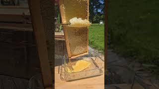 how do you uncap your honeycomb?  #honeycomb #bee #rawhoney #honey #youtubeshorts #fyp #viral