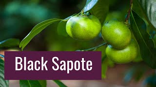 Black Sapote - Chocolate Pudding Fruit