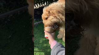 Puppy Enjoying His Puppuccino #shorts #asmr