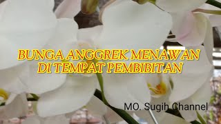 Bunga Anggrek Menawan di Tempat Pembibitan