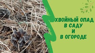 🌲☝Хвойный опад в саду и в огороде