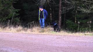 Rally Dog - Wyedean Rally 2015