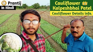 फुलावर कि खेती | Cauliflower Farming Info. By Kalpeshbhai Patel ( Prantij , Sabarkhantha ) |