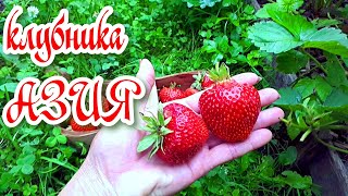 26.06.2021 Супер клубника АЗИЯ- вес 1 ягоды 🍓 55 грамм-радует глаз и поднимает настроение.