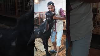 Hassan goat farm Charminar murgi Chowk location Hyderabadi ka collection pure quality steam quality