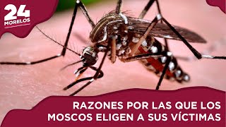 RAZONES POR LAS QUE LOS MOSCOS ELIGEN A SUS VÍCTIMAS 🦟