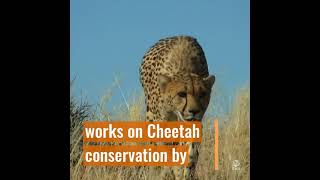 Happy International Cheetah Day!