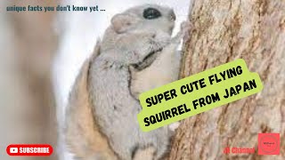 Ezo Momonga a Super Cute Flying Squirrel from Japan, Unique facts you don't know yet…