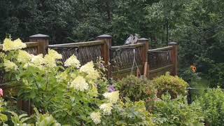 After storm #backyard #Bluejays #summer #wildlife