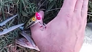 Hook Removal | NEVER Fish Without this Tool🧰🎣