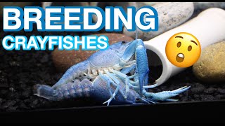 HOW CRAYFISH MATES! (CRAYFISH BREEDING 101)