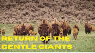 European Bison Rewilding: How These Gentle Giants Are Restoring Europe’s Ecosystems!