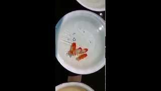 VID-20130404-WA0003.mp4