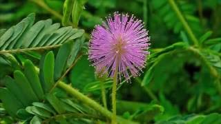 Мимоза Стыдливая / Mimosa pudica