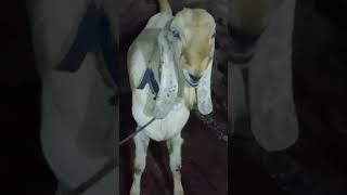 hansa.bkra...mewati bakra...# short .