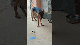 gsd dog 🐶 #viral #dog #shortsfeed #shorts #naksh_gurjar_0000