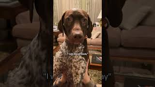 Wasn't the first time. Won't be the last #gsp #germanshorthairedpointer #funnydog #dogvideos