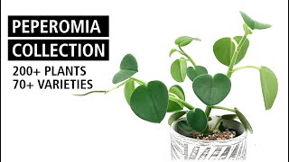 HUGE Peperomia Collection Tour with 70+ Different Species and Cultivars | Plant Collection Ep. 2