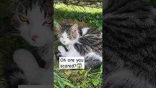 Are you  scared?/Rescued Adopted cat/ #shorts