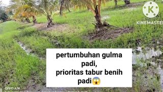 pertumbuhan gulma pada padi sistim tabur manual😱