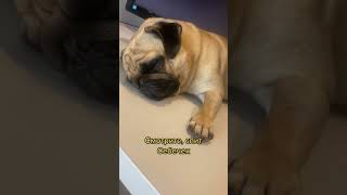 Смотрите, спит Себечек #shorts #pug  #мопс