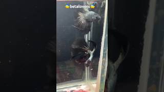 betalovers Black 😍#betta fish #subscribe #black betta