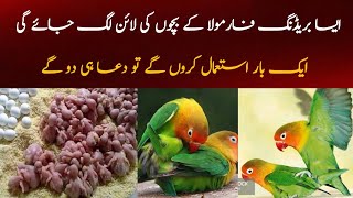 Best Breeding Formula | Birds breeding formula | budgies parrots natural breeding formula