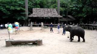 Darts at the Maesa Elephant Camp