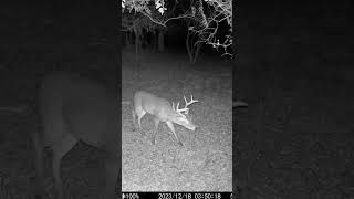 South Texas Bucks #deer #hunting #whitetail #trailcamera #fyp #shorts #shortsfeed