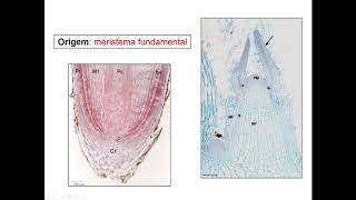 Tecidos Fundamentais  - Parênquima, Colênquima e Esclerênquima