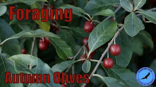 Foraging Autumn Olives