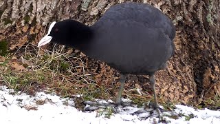 Птицы в зимнем апреле. Birds in winter April.