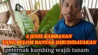 4 JENIS RAMBANAN PROTEIN TINGGI TAPI BELUM ADA YANG MEMBUDIDAYAKAN