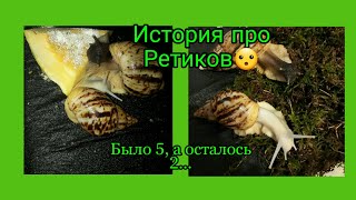 История про ретиков🐌🐌 Как они у меня появились!?