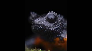 Galaxy Forg | 🐸 Galaxy frog - Melanobatrachus indicus