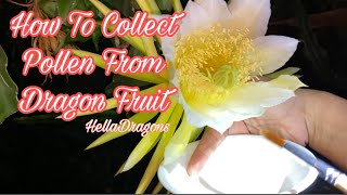 How to Collect Pollen from Dragon Fruit