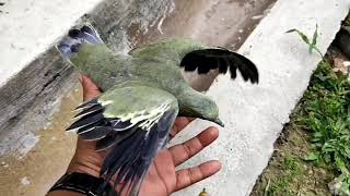 Punai daun malaysia jinak free fly green dove tame burung punai daun