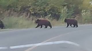 The Three Bears of Waterton (Up Close) September 2024