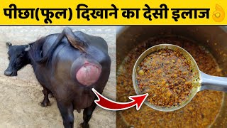 गाय/भैंस में फूल दिखाना,पीछा दिखाना का ईलाज|Gaay/Bhains ka picha dikhana|Prolapse in cow and buffalo