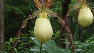 Kentucky Lady's Slipper - Rockcastle County, KY