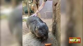 WILD LIFE Sydney Zoo - live stream with wombats and wallabies!