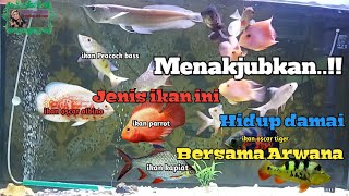 The types of fish that can live together with arowana||  ikan yang bisa dicampur dengan arwana