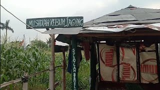 Kebon Jagung Sukses