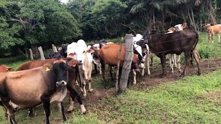 Buscando um boi Nelore em um vizinho ,a enchente está chegando na bachada!!!