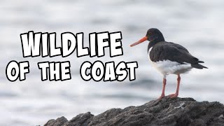 The Cornish Coast | Wildlife Photography