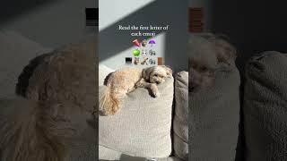 Can you find the message? 🐶 #funnycavapoo #cutecavapoo #dogvideo