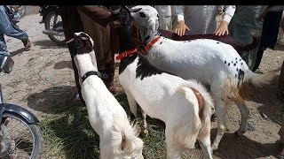 orAngi toWn Bakra mandi update