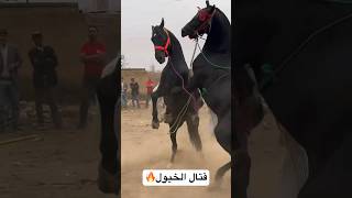 شاهد عيراك الخيل في سوق اربعاء الݣفاف #horse #اربعاء #اكسبلور